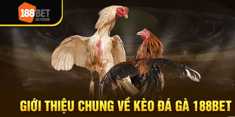 Nhà cái đá gà online 188Bet đẳng cấp