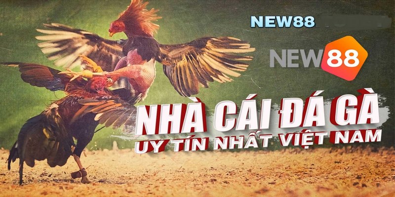 Nhà cái đá gà uy tín NEW88